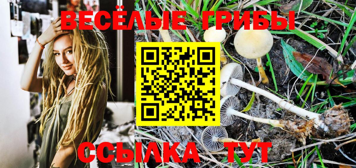 Галлюциногенные грибы GOLDEN TEACHER  Вход с VPN  наркота  Галлюциногенные грибы мицелий  Курганинск 